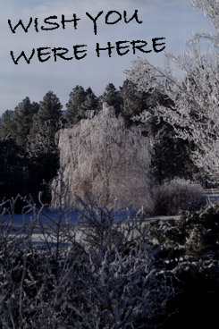 ©S.L.Reay postcard of an icy forest and the words Wish You Were Here